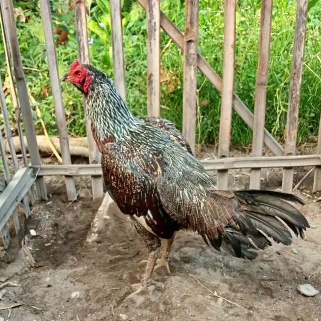 Telur Tetas Telur Fertil Ayam Aduan Pama IQ X Pama