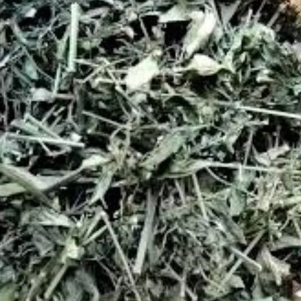 

Sambiloto Cacah Kering 100 Gram Sambiroto