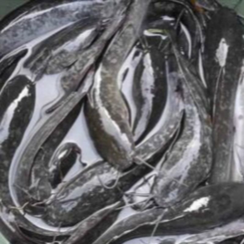 

Ikan Lele
