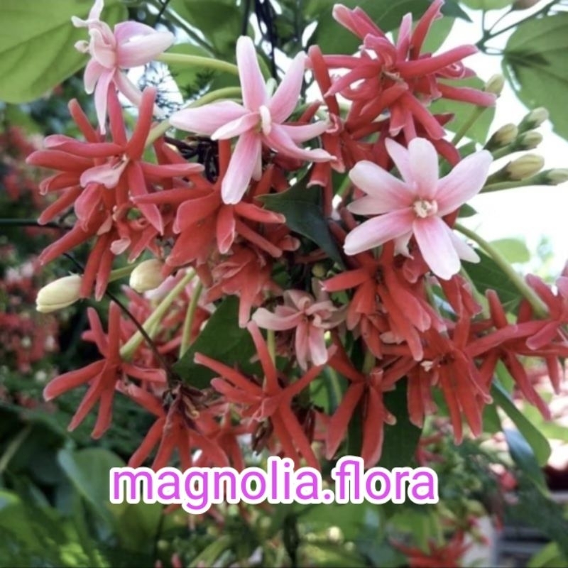 [ TUMPUK ] Quisqualis indica / melati belanda bunga tumpuk / bibit tanaman hias bunga rambat meramba