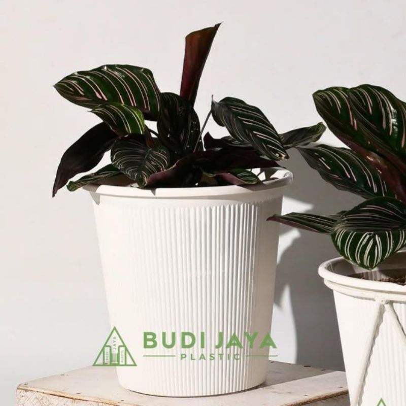 Pot Aster Tirus 211 Pot Tinggi 21 Budi Jaya