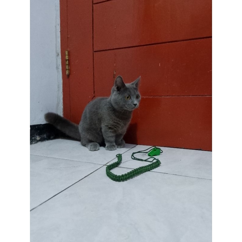 Makanan kucing Munchkin BSH blue/Snack kucing cebol/Snack kucing kaki pendek British shorthair