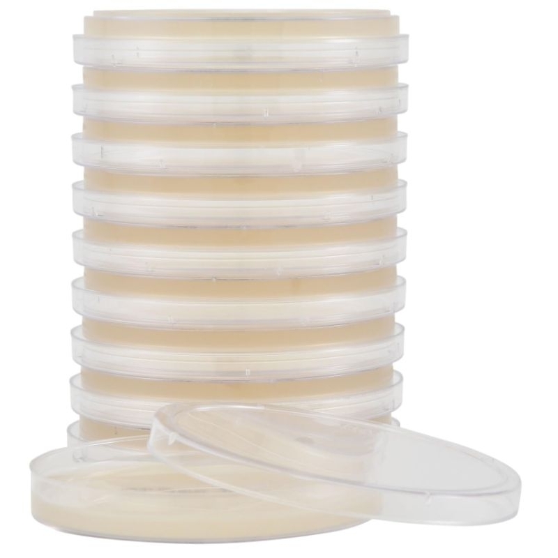 Media Tumbuh PDA/Media Jamur Mikrobiologi