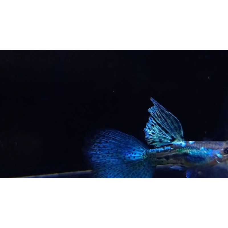 Hiasan aquarium ikan Guppy paketan hemat