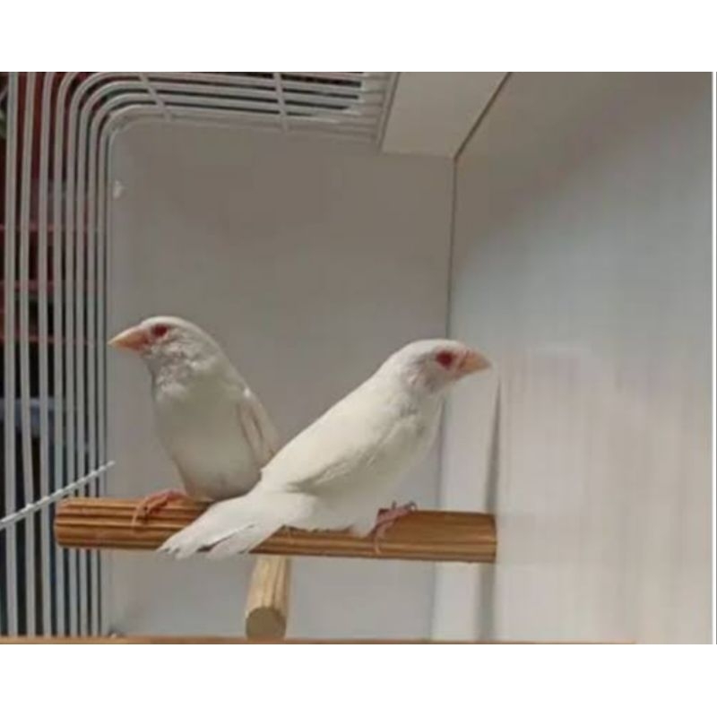 BURUNG EMJE MATA MERAH ( ALBINO ) SEPASANG