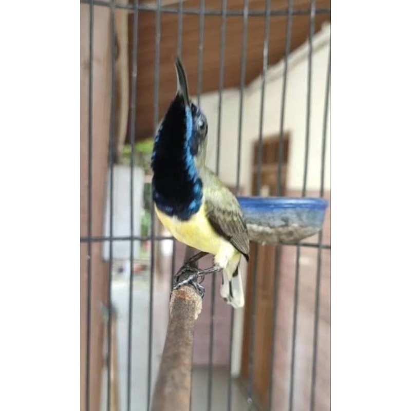 BURUNG SOGON GACORAN JANTAN