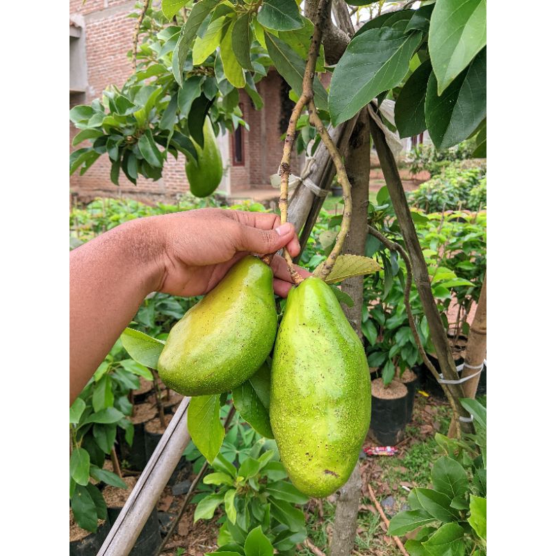 BIBIT ALPUKAT SIGER 1 RATUPUAN