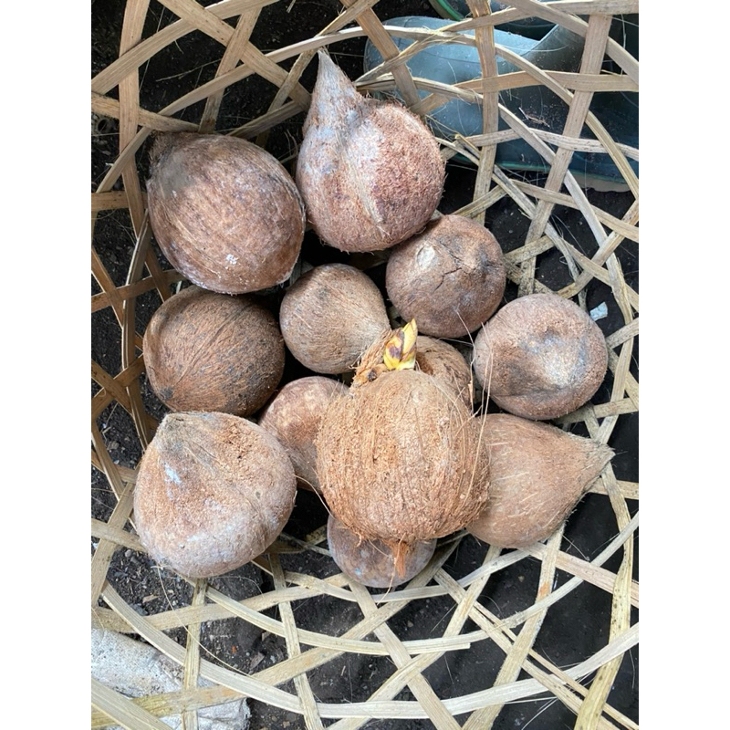 

READY NYUH/KELAPA DAKSINA / BAHAN MASAK dll