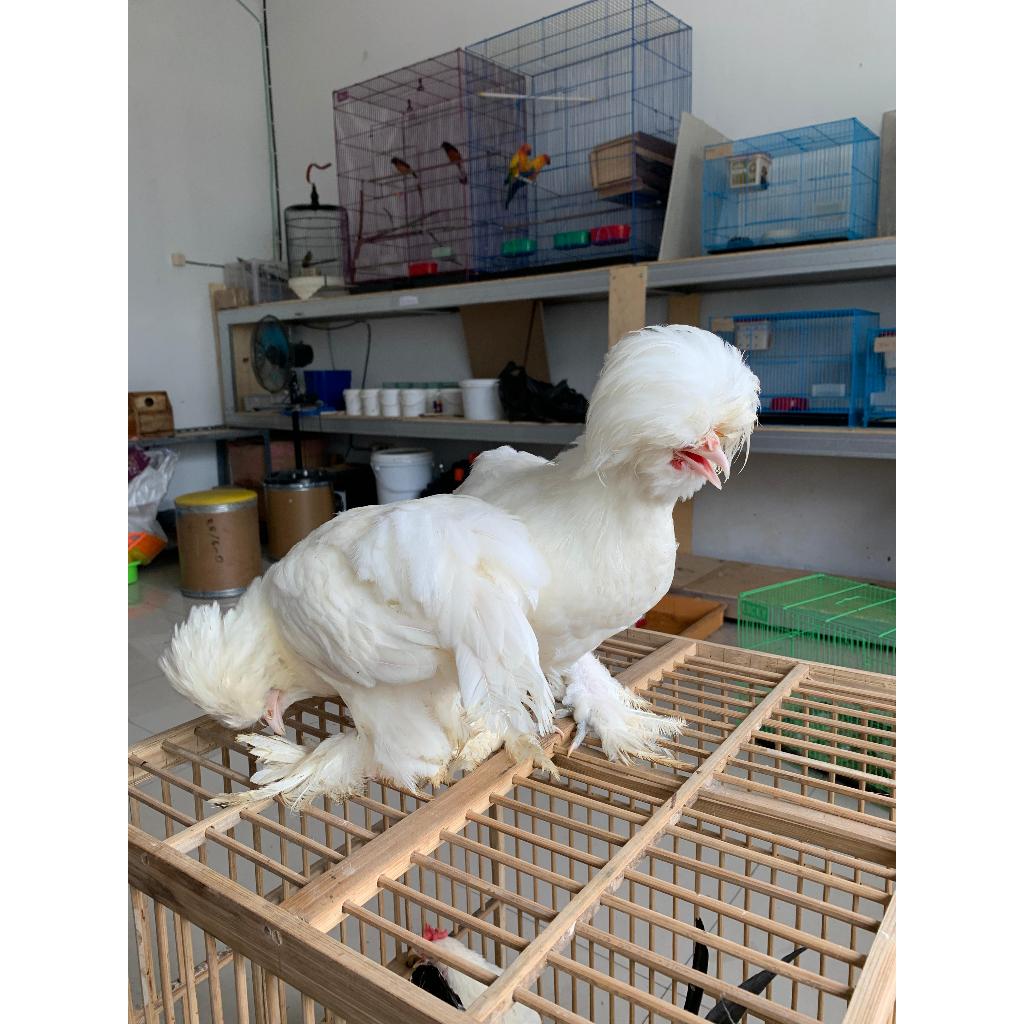 Ayam Kapas Dewasa - Ayam Hias - Ayam Poland - Ayam Polland - Ayam Polandia