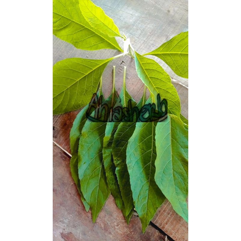 

Daun Teh Afrika 100 Lembar Fresh Baru Petik