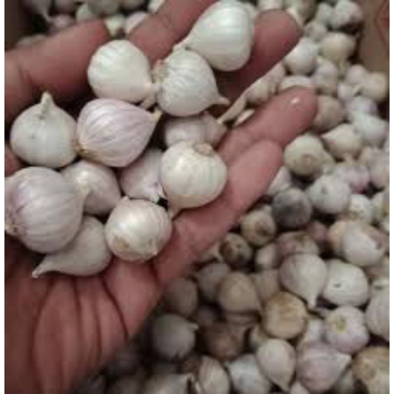 

BAWANG PUTIH TUNGGAL UKURAN KECIL 500 grm