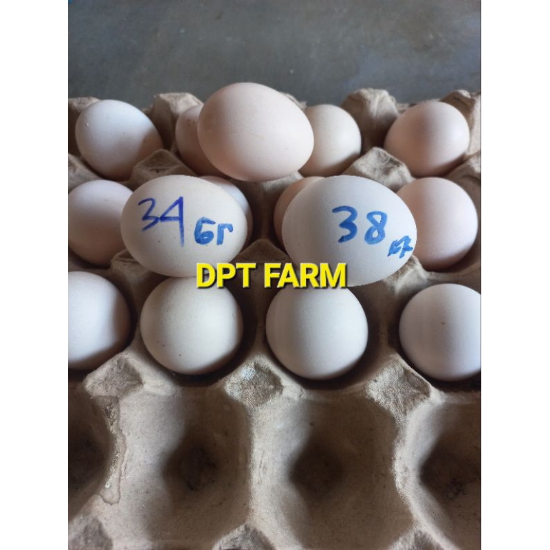 

TELUR AYAM ELBA UNTUK DITETASKAN BERAT PER BUTIR 34 - 38 GRAM ( AGAK KECIL)