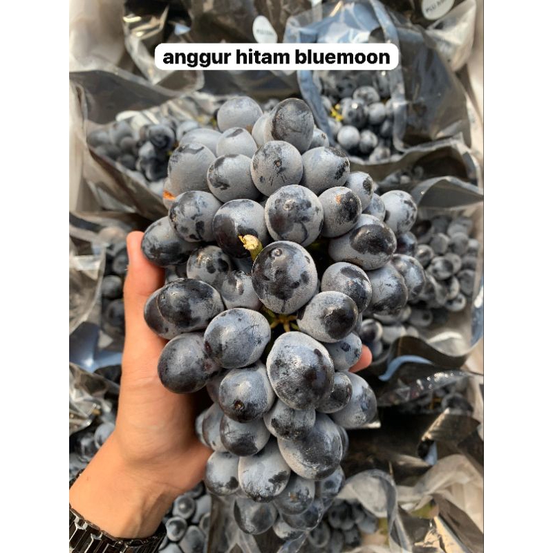 

Buah An99ur hitam bluemoon 1kg