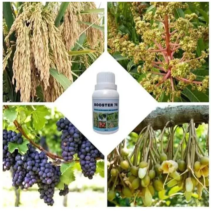 [ELSA] Pupuk Booster 76 Hormon Pembungaan dan Pembuahan Buah Tanaman Bunga Pohon 100ml Pupuk Hormon 