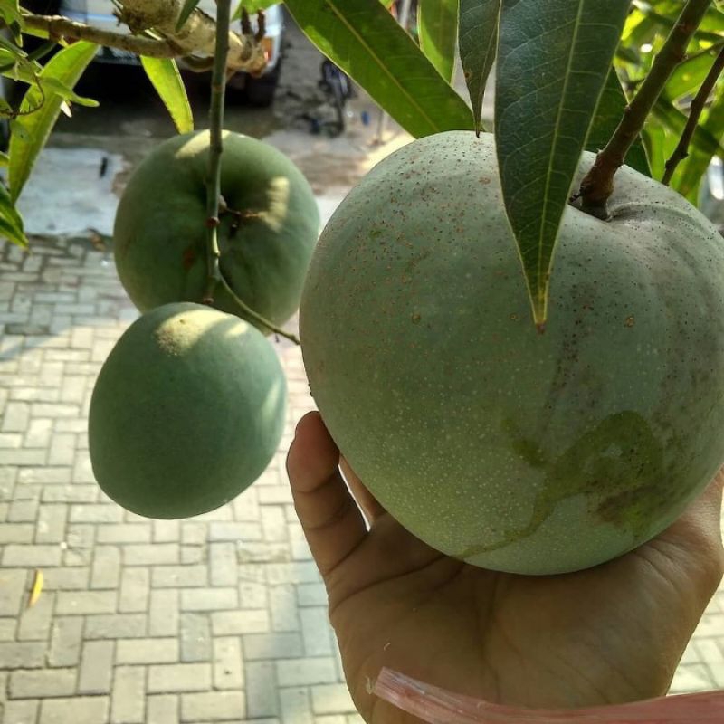 Bibit mangga kelapa cangkok mudah berbuah