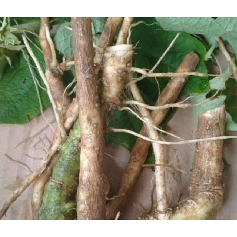 

Akar kecubung segar 250 gram organik-az