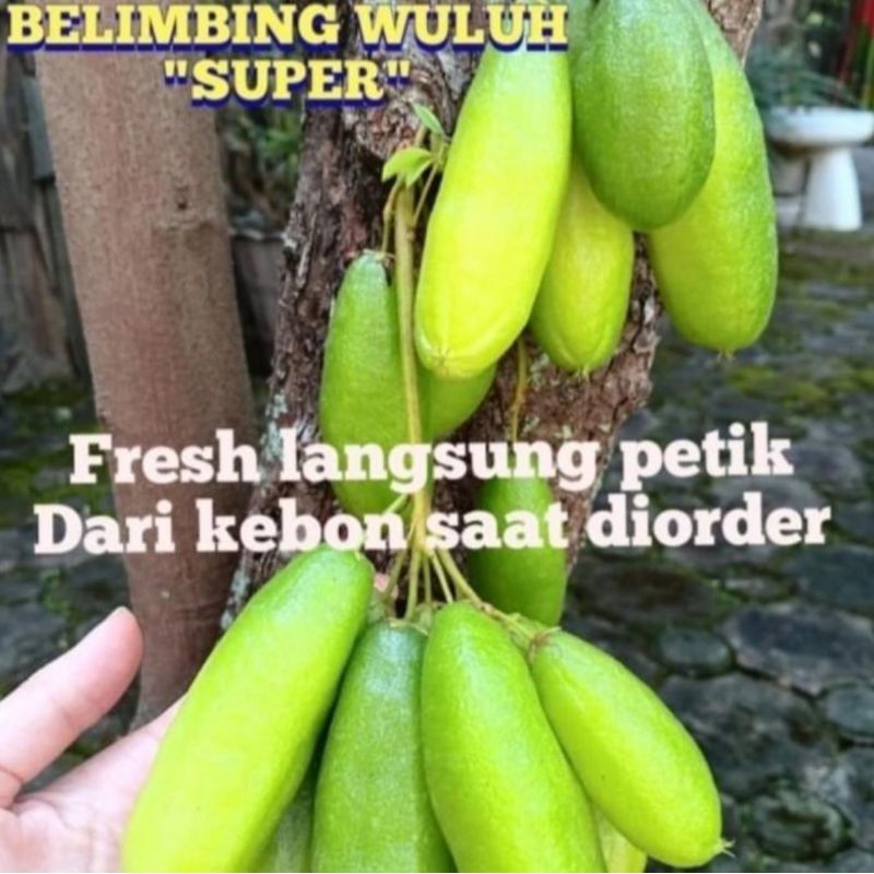 Belimbing Wuluh Super Bandung Fresh Langsung Petik dari Pohon