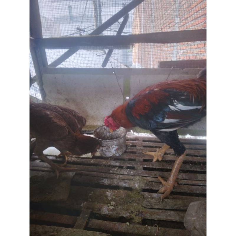 sepasang ayam bangkok jantan + betina siap di ternak