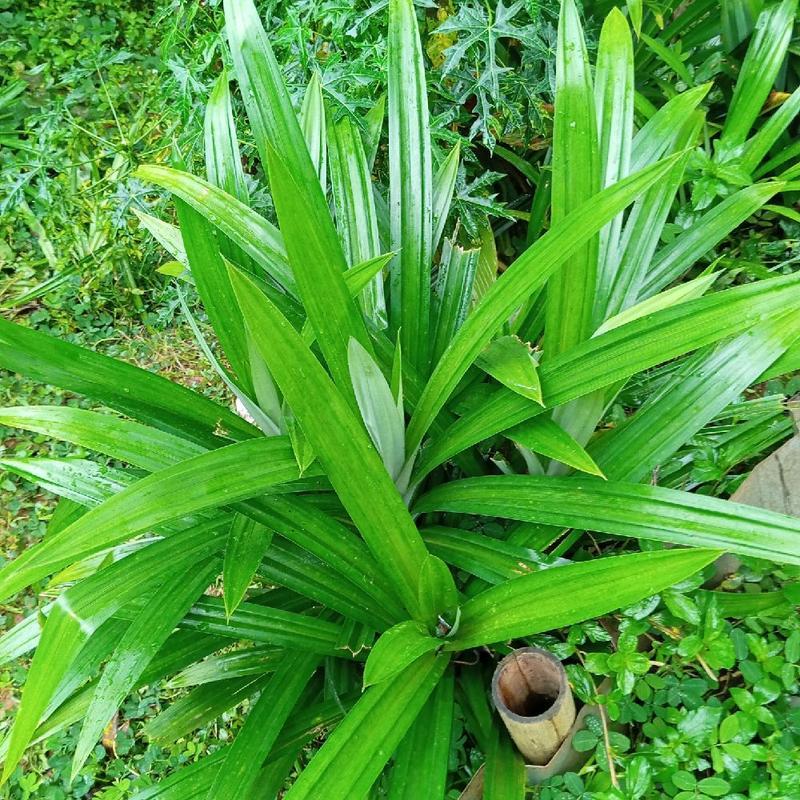 

Daun Pandan Super Wangi Fresh 10 Lembar Di Petik Dadakan
