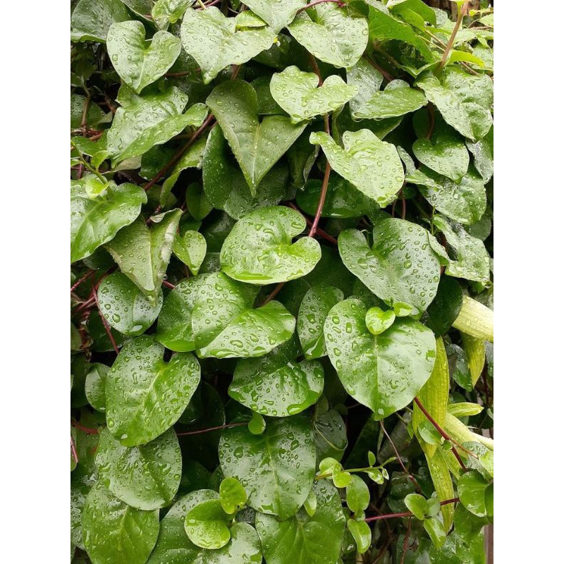 

daun binahong hijaw segar 50 gram