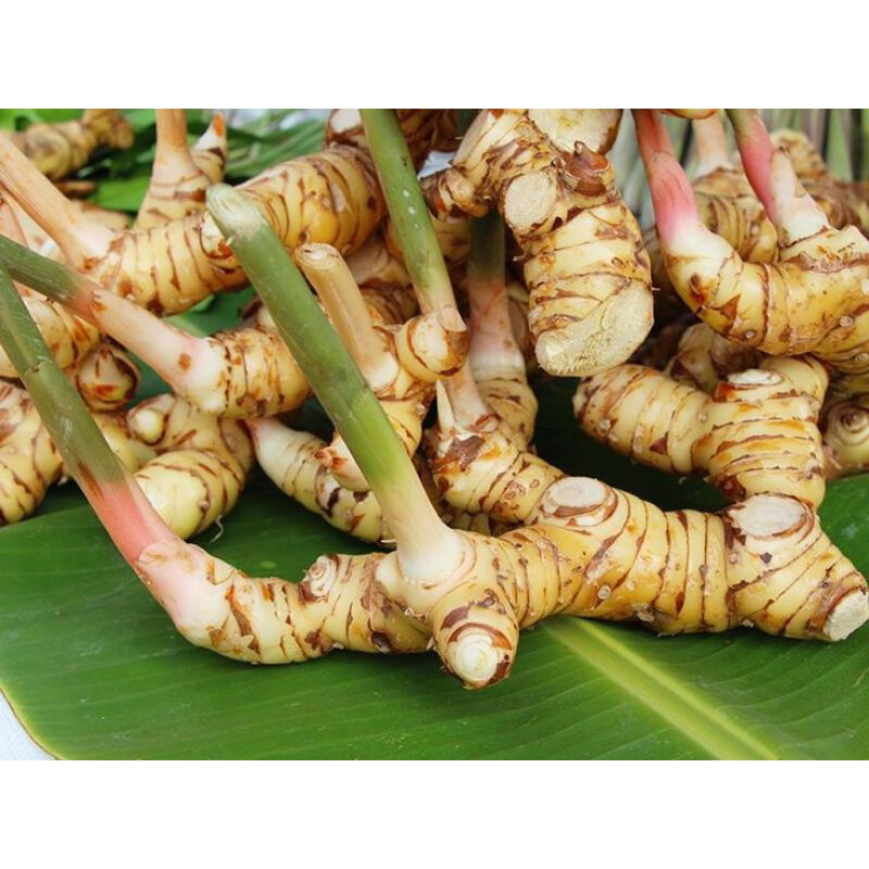

lengkuas segar buat bumbu masak 1Kg