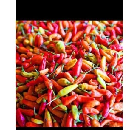 

CABE RAWIT SETAN 1KG &500grm MURAH