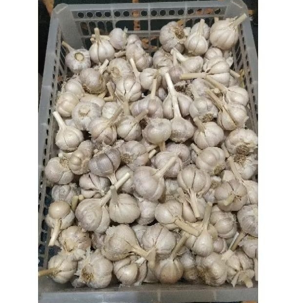 

Bawang Putih Kating Bersih 1kg