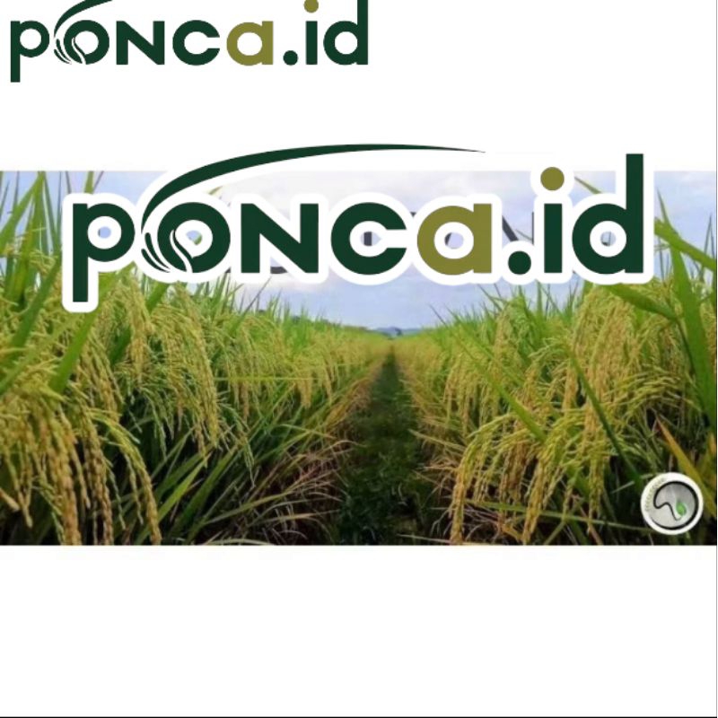 benih padi SR V2 5KG