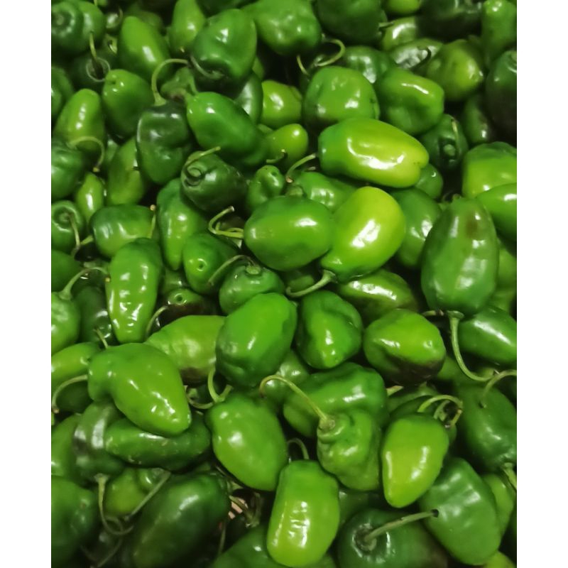 

cabe gendot segar 1 kg asli Pangalengan Bandung, cabe bendot / cabai lombok fresh baru petik