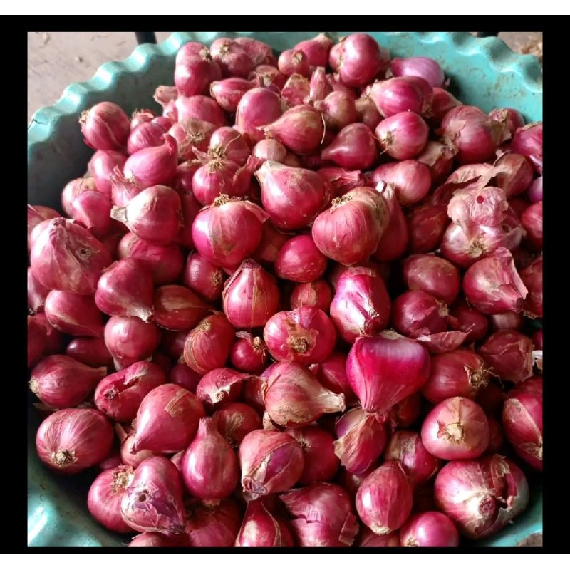 

Bawang Merah Probolinggo Besar sedang 1 kg