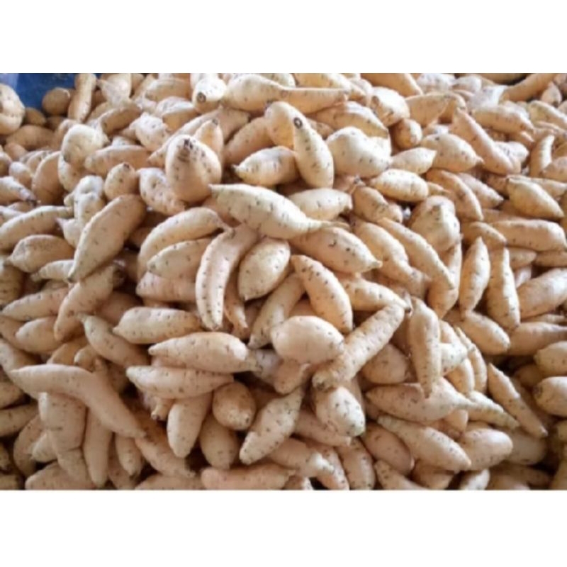 

UBI MADU ASLI CILEMBU ( mentah )