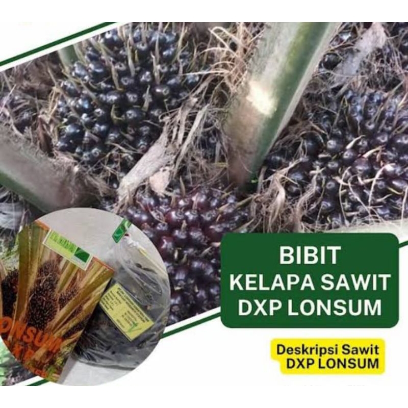 KECAMBAH SAWIT LONSUM BERSERTIFIKAT