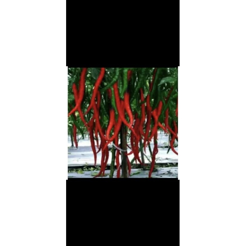 

cabe merah keriting