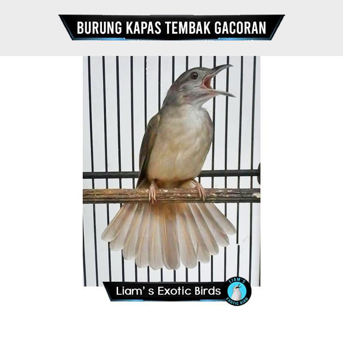 Burung Katem Kapas Tembak Sumatera Gacoran