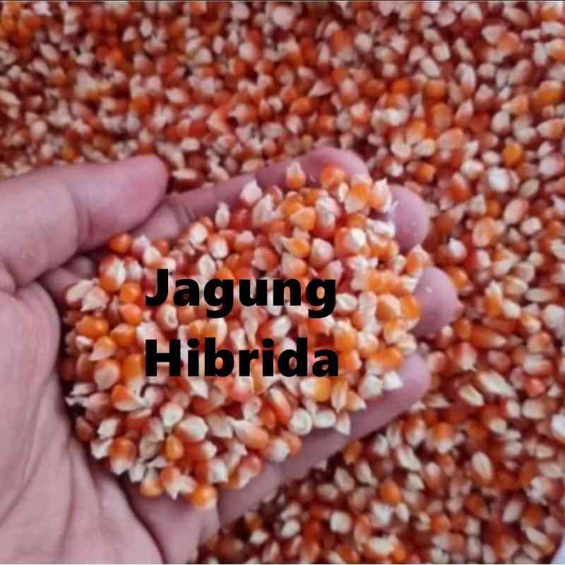 Jagung Pakan Ternak 1 kilo Jagung pakan Burung