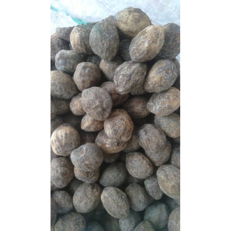 

KEMIRI MUNCANG SAYUR