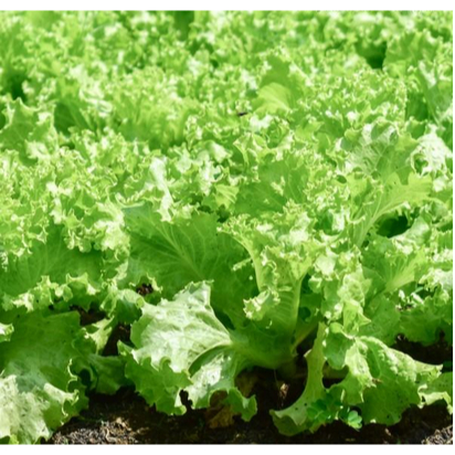 Benih Selada Keriting | Bibit Selada Daun Hijau Renyah Segar