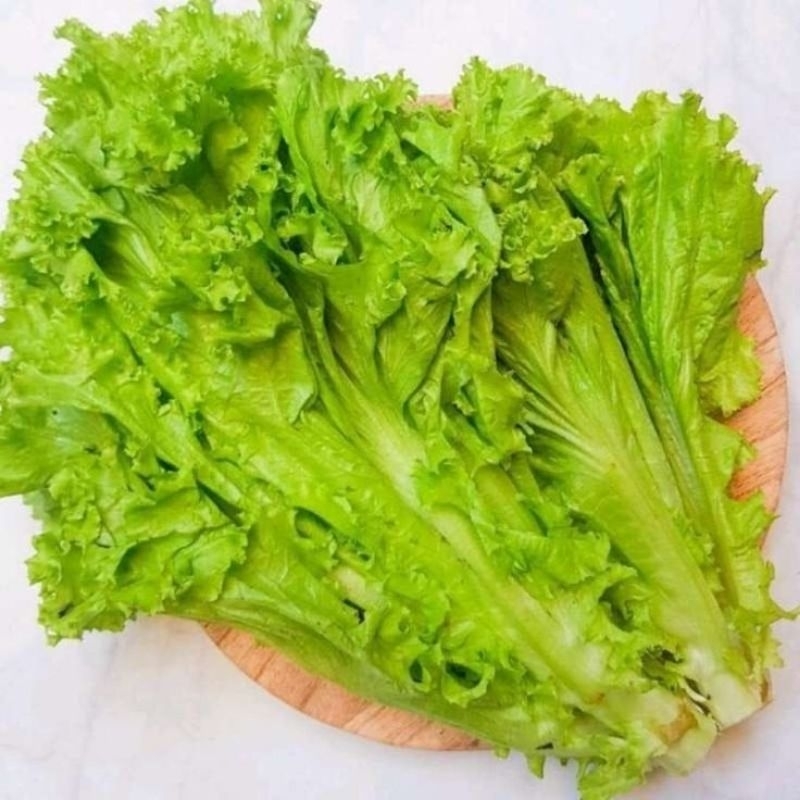 

150 Benih Selada Bokor – Cepat Panen, Kepala Besar & Renyah, Cocok untuk Pot & Kebun