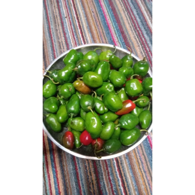 

PROMO!!! TERMURAH Cabai / Cabe Gendot / Cabe Dieng / Cabe Gendut / Habanero / Cabe Fresh / Cabe / ORGANIK / 1KG / 0.5 KG