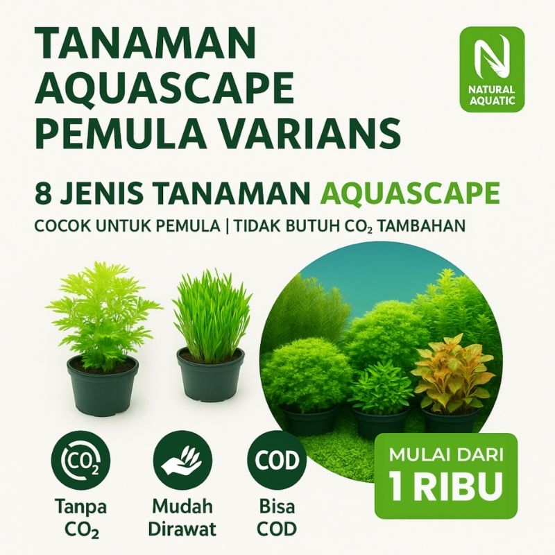 Tanaman Aquascape Pemula Varians - Tanaman Aquascape