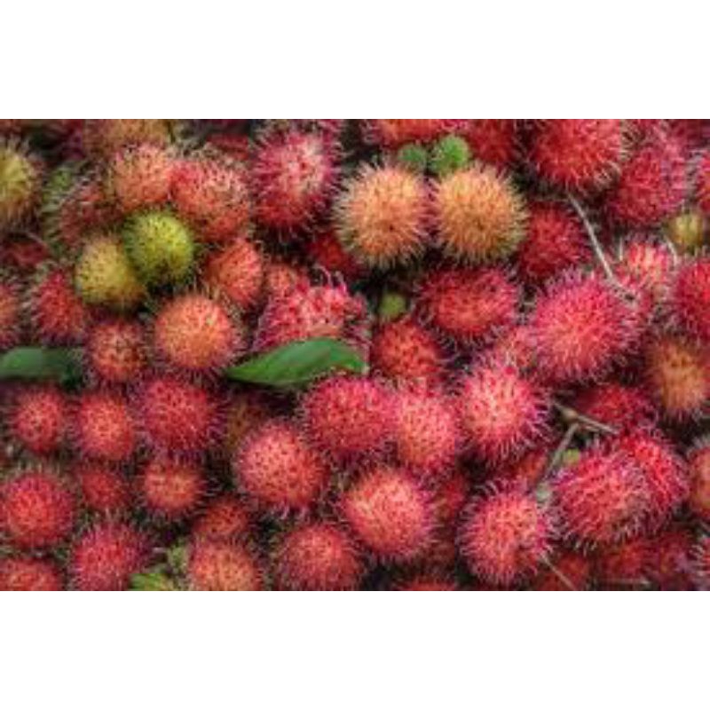 

buah rambutan binjai by lokalfruit