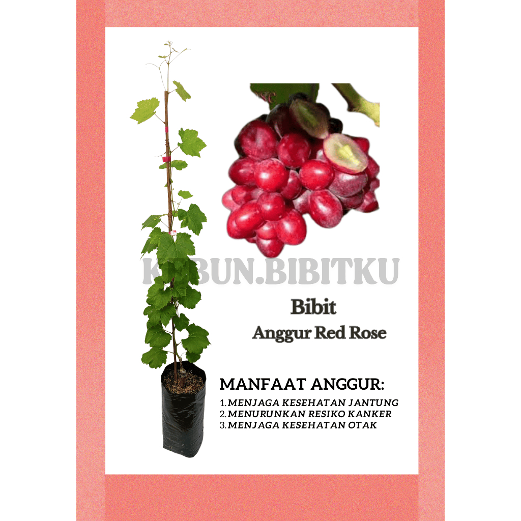 

Bibit anggur Red Rose berkualitas terbaik murah bisa cod