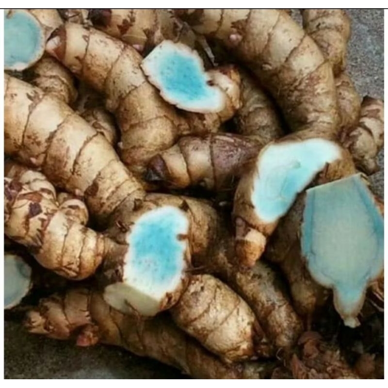 

temu hitam ./. kunyit hitam . fres 100 gram