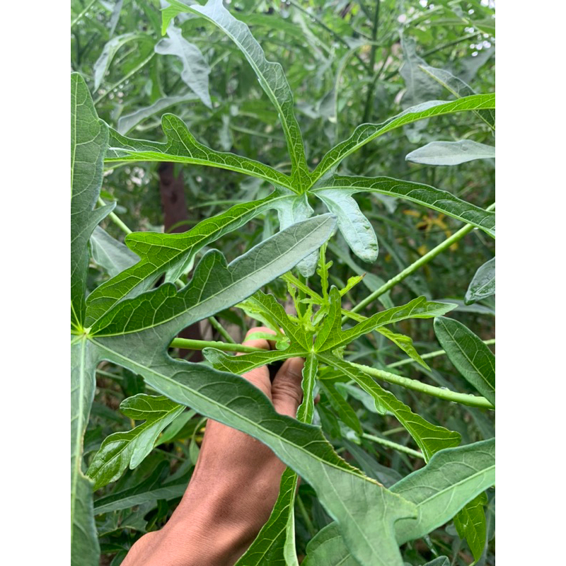 

Daun gedi segar langsung petik 50 lembar