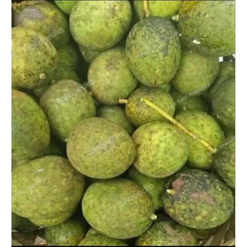

buah pakel muda\limus 1kg