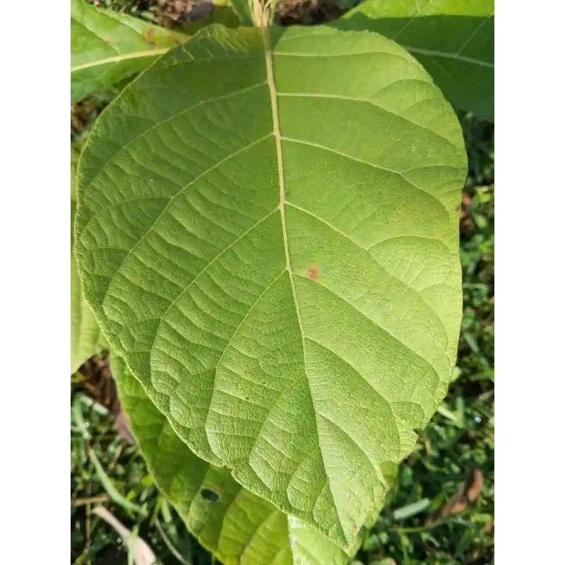 

daun jati fresh daun bungkus nasi bungkus di ptik saat masuk orderan Termurah terlaris