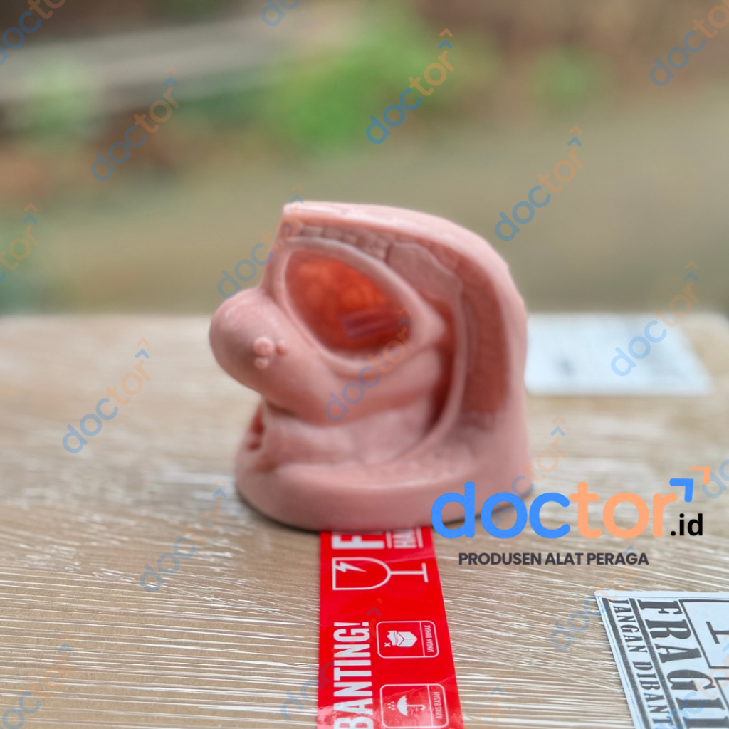 Kateter Pria/Laki/Wanita-Phantom/Manikin/Manikin Praktek Pemasangan Kateterisasi-Kateter Urine