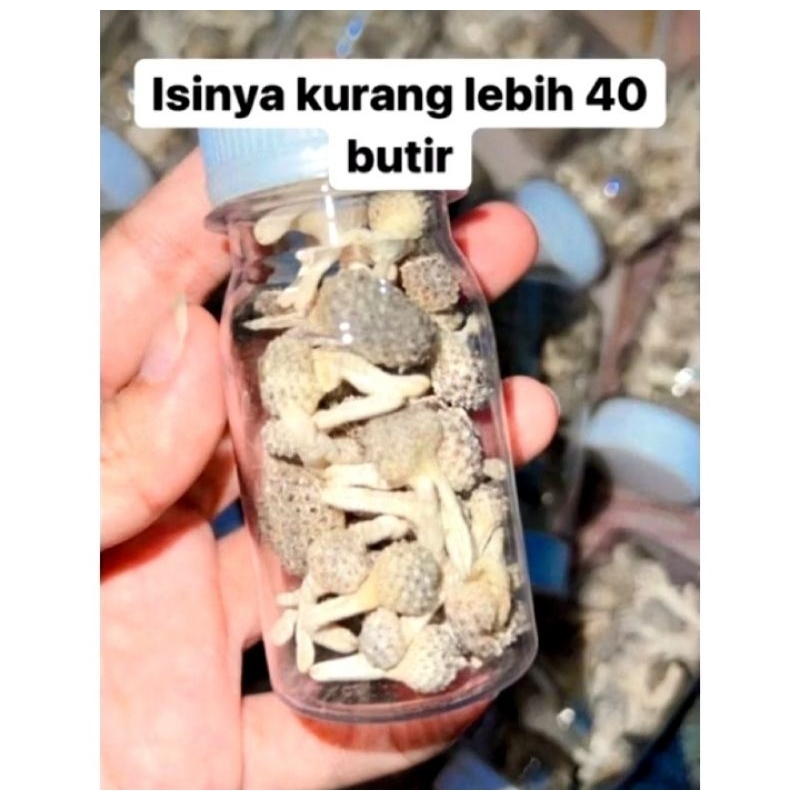 

Jamu Mpot Putih {Jamu Mpot Madura}