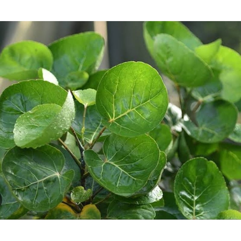 

Daun mangkokan asli organik berat 100gr sayur organik