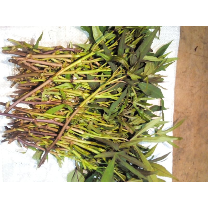 READY TERMURAH BIBIT UBI JALAR CILEMBU / BIBIT UBI JALAR UNGU ASLI